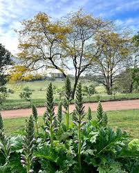 Image result for Aeollanthus ukamensis