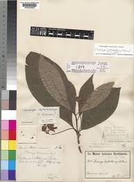 Image result for Voacanga pachyceras