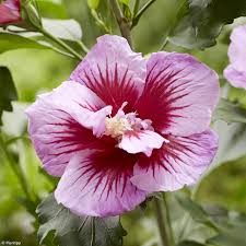 Image result for Hibiscus syriacus Violet Clair Double