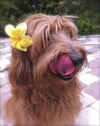 Tampa Bay S Ember Sporting A Yellow Plumeria Flower And Giving Everyone The Raspberry Labradoodle Australian Labradoodle Tampa Bay
