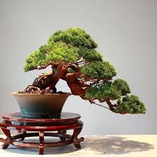 10 Rekomendasi Gaya Bonsai Paling Unik Dan Menarik Ini Cocok Dijadikan Dekorasi Untuk Mempercantik Rumah