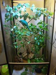 Panther Chameleon Facts Habitat Diet Life Cycle Baby Pictures Chameleon Cage Chameleon Pet Chameleon Terrarium