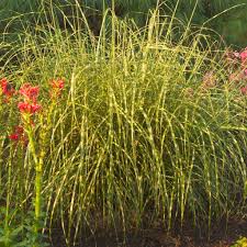 Image result for Miscanthus