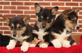 We did not find results for: Pembroke Welsh Corgis For Sale For Sale In Bridgeport Connecticut Classified Americanlisted Com
