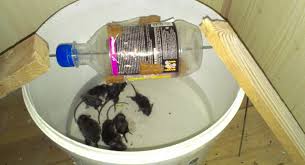Bagaikan tikus jatuh di kepuk. Perangkap Tikus Yang Mudah Dengan Tangan Anda Sendiri 314167 Info