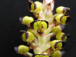 Image result for Corycium