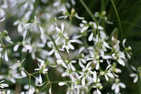 Maybe you would like to learn more about one of these? Hd Wallpaper Spurge Blossom Bloom Small Tiny White Flower Potted Plant Wallpaper Flare