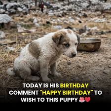 A tired dog's birthday brings hope and help
