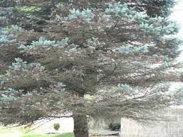 Daconil weather stik fungicide will control diseases on professional turf and ornamental. Homegrown Blue Spruce Facing Fungus Threat The Gazette