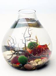Marimo Terrarium Japanese Moss Ball Aquarium Teardrop Vase Sea Fan Red Sea Glass Living Home D Marimo Terrarium Moss Ball Aquarium Japanese Moss Balls