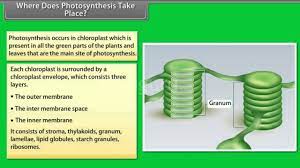 Made up of cellulose in plant and peptidoglycan in bacteria. Where Does Photosynthesis Take Place Youtube