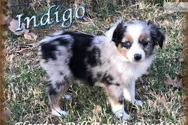 Australian shepherds are known for their great intellect, loyalty, compassion, and spirit. Australian In Puppy Shepherd Texas