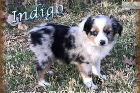 Cosmo is a blue merle aussie. Blue Merle Australian Shepherd Puppies For Sale Search For A Good Cause