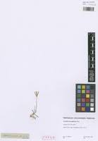 Image result for Cynodon incompletus