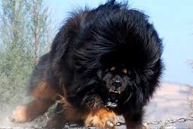 25 Most Dangerous Dog Breeds In The World Buzzingtrend Grandi Razze Di Cani Mastino Tibetano Cane Piu Grande