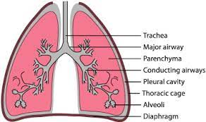 The lungs are the main part of your respiratory system. Basic Anatomical Elements Of The Lungs During Inspiration The Download Scientific Diagram