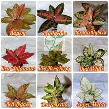 Inilah daftar nama bunga beserta gambar nya, indah, unik, cantik dan langka, lengkap dengan penjelasannya. Harga Tanaman Hias Terbaru Di Indonesia Juli 2021
