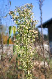 Image result for Conyza limosa