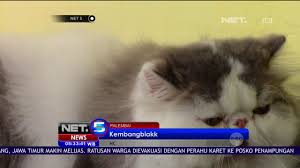 Maybe you would like to learn more about one of these? Jual Anak Kucing Anggora Di Medan Info Kucing Anggora