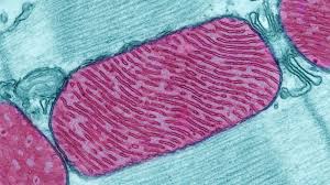 The mitochondria generate energy for the cell. Scientists Find Microbe That Functions Without Mitochondria Shots Health News Npr