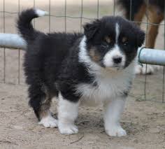 12 906 bergers australiens ont été inscrits au. Chiot Berger Australien Du Temple De Pales Elevage Famillial De Bergers Australiens