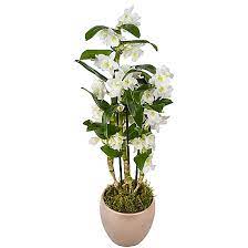 Dendrobium Orchids Care Pollen Nation