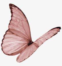 Крылья расправила, села на цветок. Butterfly Wing Moth Fly Sky Yellow Glitter Wind Flying Trabajar Sin Sufrir Book 1024x1024 Png Download Pngkit