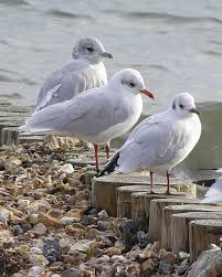 Winter Gulls Black Headed Mediterranean Common Gull Sea Birds Beautiful Birds Pet Birds