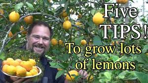 This does not prevent the young tree from being visually pleasing. How To Grow Lemon Trees From Seed Gardening Channel