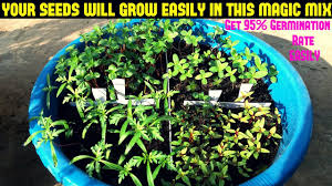 We did not find results for: How To Grow Flower Seeds Fast Get 90 95 Germination Rate Easily With Updates Youtube