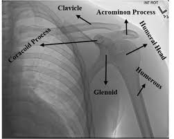 Innerbody research is the largest home health and wellness guide online, helping over one million visitors each month learn about health products and services. The Anatomy Of The Shoulder Bone Download Scientific Diagram