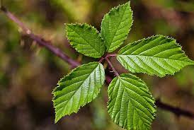 A pome tree, for example, is identified by an edible and fleshy hypanthum. How To Identify The 10 Most Common Fruit Plants Plantsnap