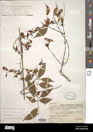 Image result for Strychnos gossweileri