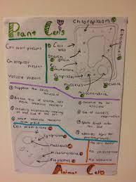Large vacuoles help provide shape and allow the plant to store water. Plant And Animal Cell Revision Notes Biology Notes School Supplies Diy Notebook Plant And Animal Cells