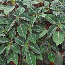 Image result for Impatiens sylvicola