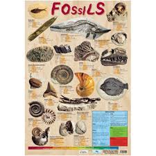 Fossils Information Chart Poster