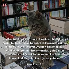 kediler ve kitaplar arasinda inanilmaz bir iliski var baska hicbir hayvani bir sahaf dukkaninda eski bir kitabin uzerine kivrilmis uyurken g kedi hayvan kitap