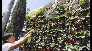 Check spelling or type a new query. Ideas For Vertical Strawberry Planter Youtube