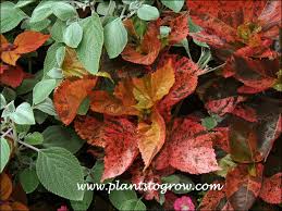 Image result for Acalypha manniana