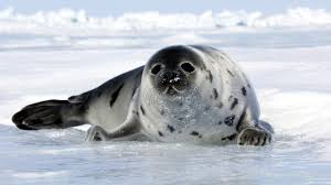 Seal 8