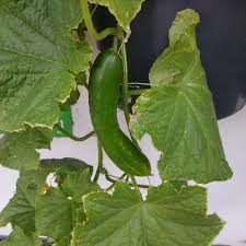 Image result for Cucumis sativus