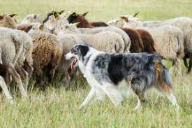 Train A Dog To Herd With These Simple Tips Dog Training Mad Paws