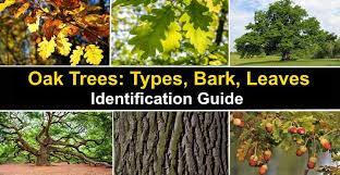 Maybe you would like to learn more about one of these? Types Of Oak Trees With Their Bark And Leaves Identification Guide