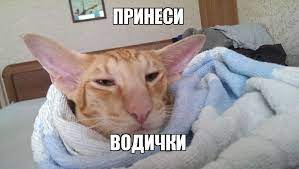 живность :: котэ (прикольные картинки с кошками) / смешные картинки и  другие приколы: комиксы, гиф анимация, видео, лучший интеллектуальный юмор.