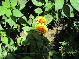 Image result for Rothia hirsuta