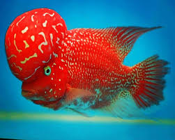 Pin On Freshwater Aquarium Fish