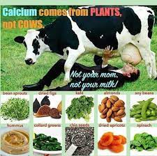Spinach is harvested whenever the leaves are big enough to eat. Calcium Comes From Plants Not Cows The Reason Milk Has Calcium Is Because Cows Eat Grass And Now Most Cows Are F Vegan Animals Vegan Facts Food And Thought