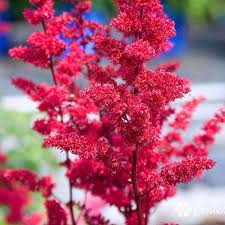 Check out our shade purple flowers selection for the very best in unique or custom, handmade pieces from our shops. Buy Astilbe Fanal Online Shade Perennials For Sale Bay Gardens