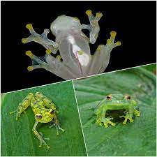 Dazzling Frogs In Costa Rica - Travel To Eat Animal Habitats Animals Poisonous Animals