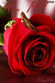 Share the best gifs now >>> Afternoon Love For You Flower Love Roses Beautiful Picsart Friends Rose Beautiful Roses Beautiful Flowers